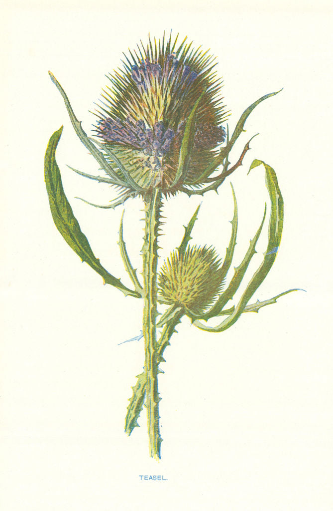 Teasel. Wild Flowers by Frederick Edward Hulme c1895 old antique print picture